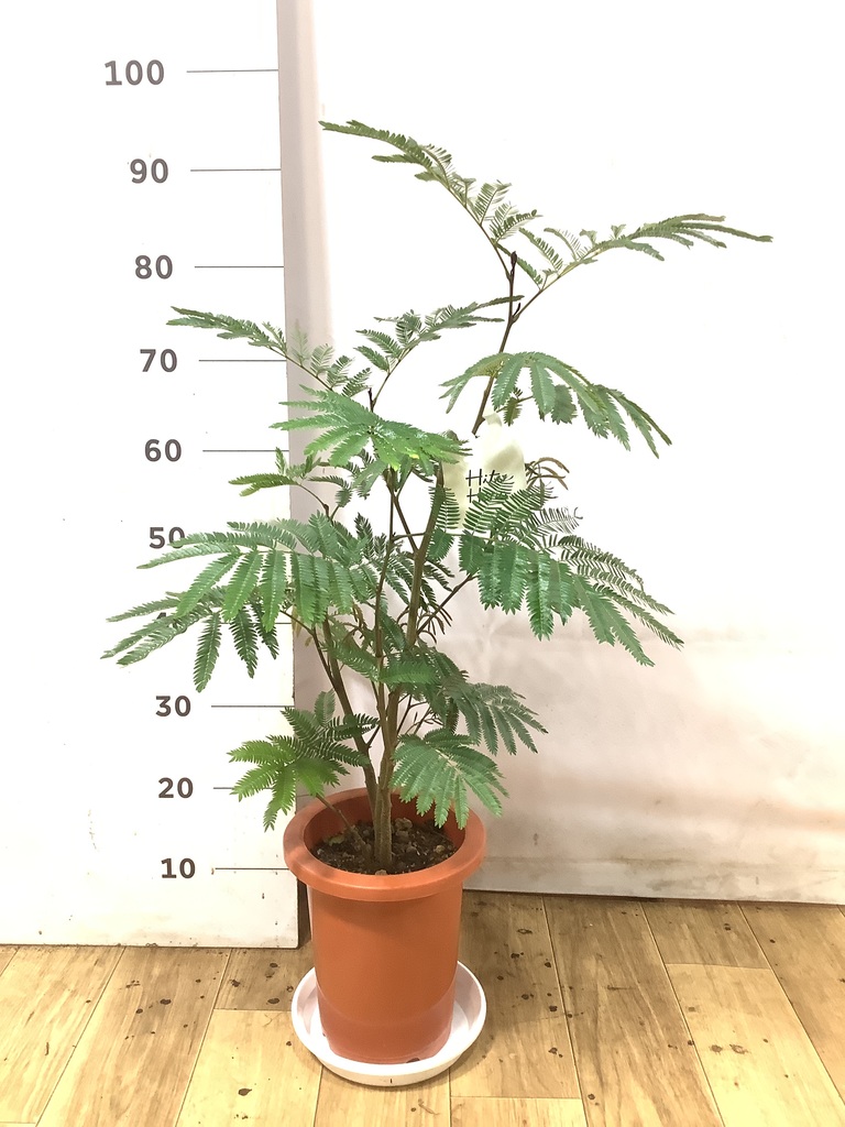 観葉植物 エバーフレッシュ 7号 ボサ造り プラスチック鉢 | 観葉植物