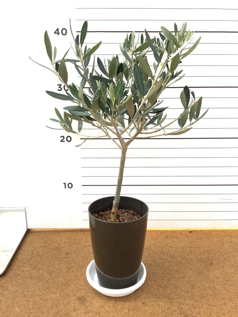 観葉植物 オリーブの木 3号 創樹プラスチック鉢 | 観葉植物なら