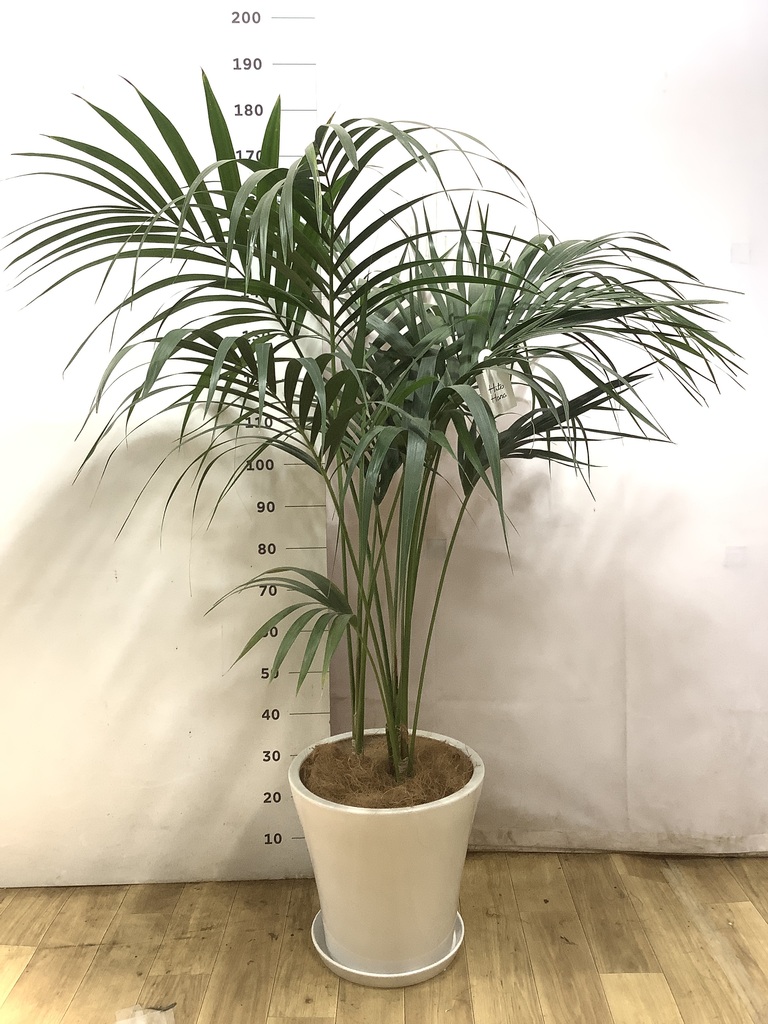 観葉植物 ケンチャヤシ 10号 ブリティッシュキューブ 付き | 観葉植物