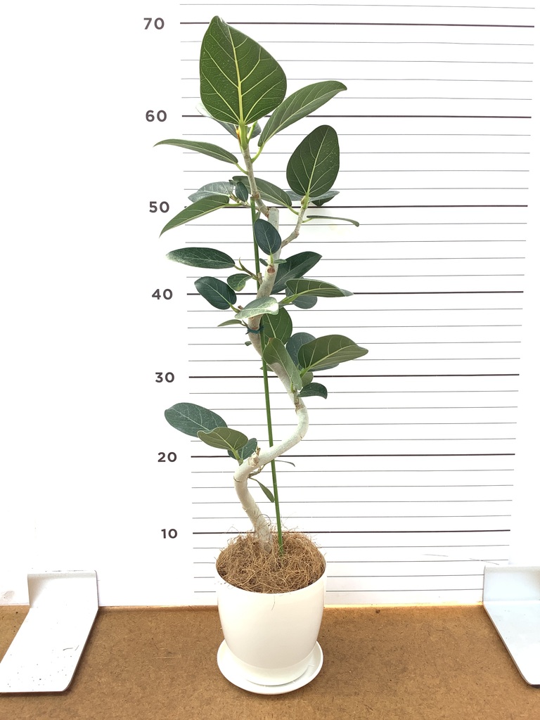 フィカス ベンガレンシス 4号 | 観葉植物通販 HitoHana（ひとはな）