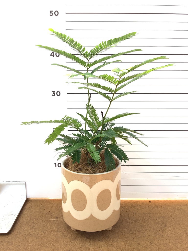 エバーフレッシュ 4号 | 観葉植物 | インテリアやギフトに - Hitohana