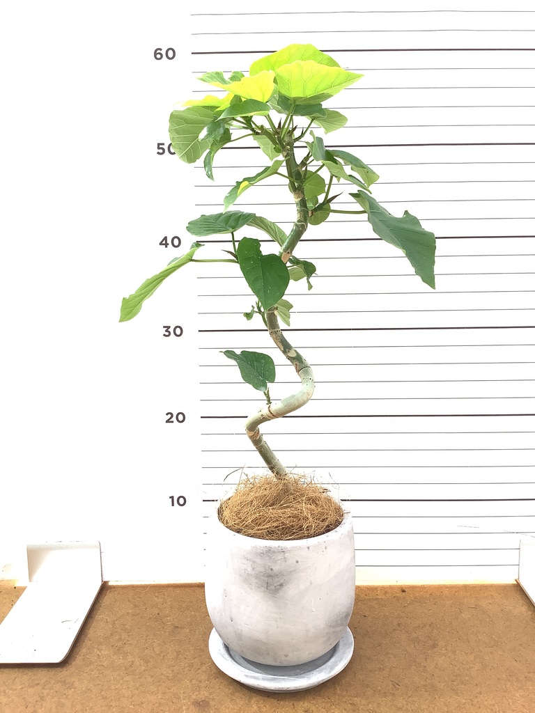 観葉植物 フィカス ウンベラータ 4号 曲り マルモラウンド 付き | 観葉