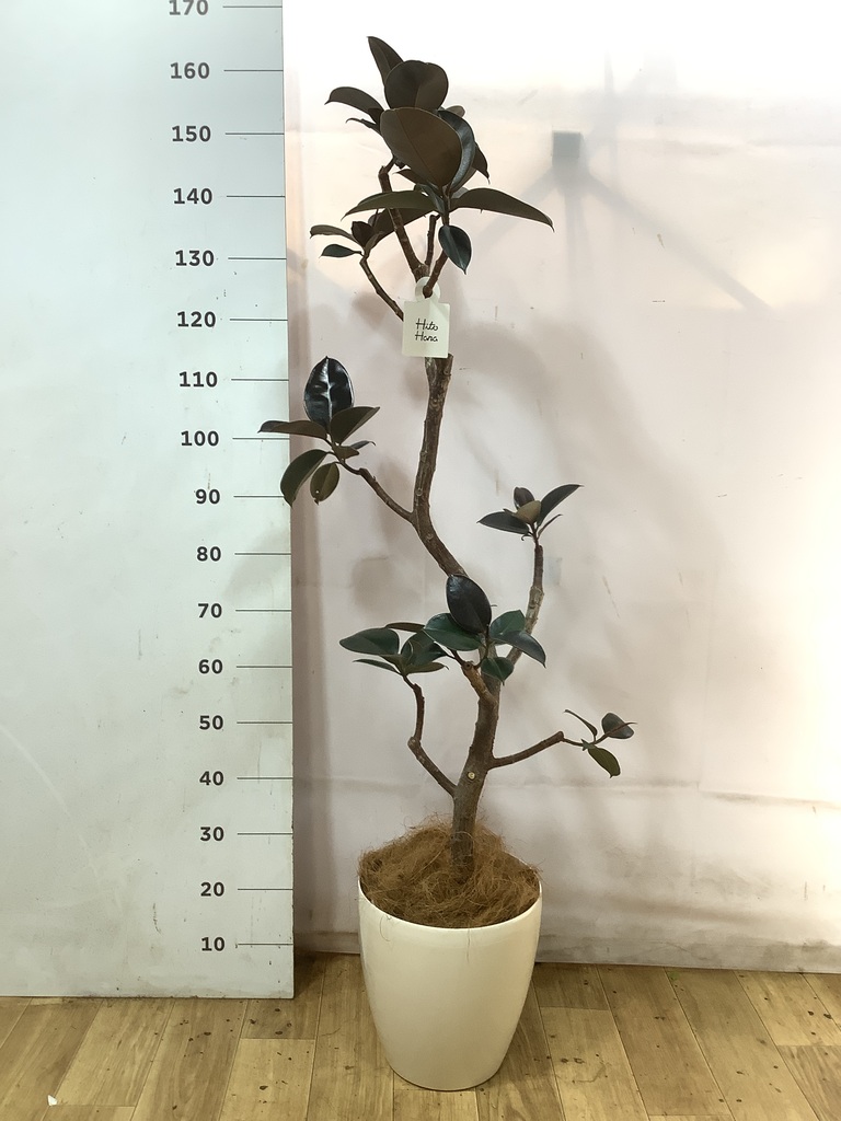 観葉植物 フィカス バーガンディ 8号 曲り 竹バスケット 付き | 観葉