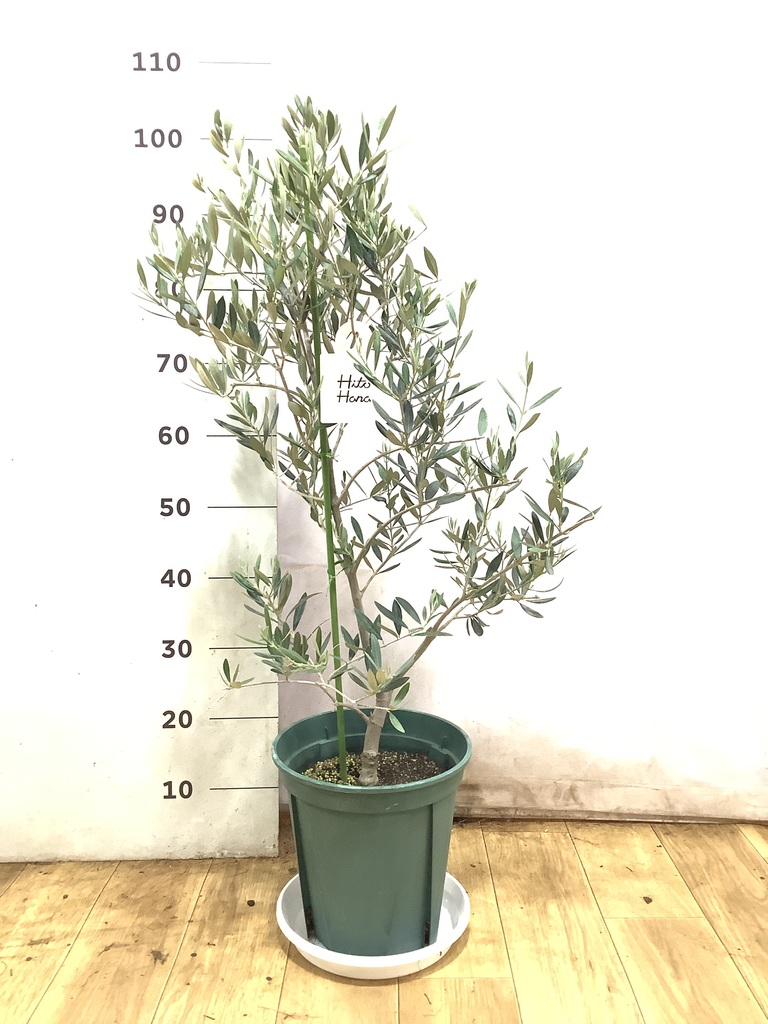 観葉植物 オリーブの木 8号 オヒブランカ プラスチック鉢 / 小倉園