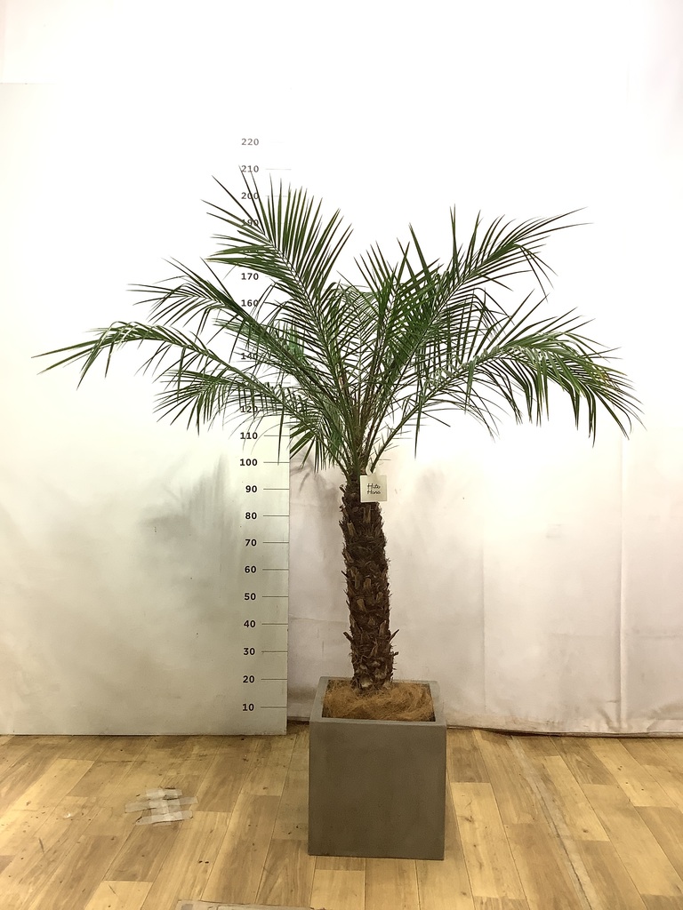 フェニックスロベレニー 8号 | 観葉植物 | インテリアやギフトに