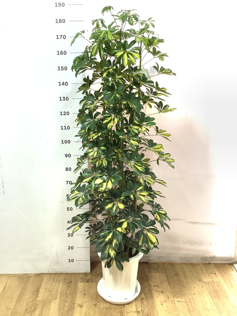 観葉植物 シェフレラ（カポック） 10号 斑入り プラスチック鉢 | 観葉