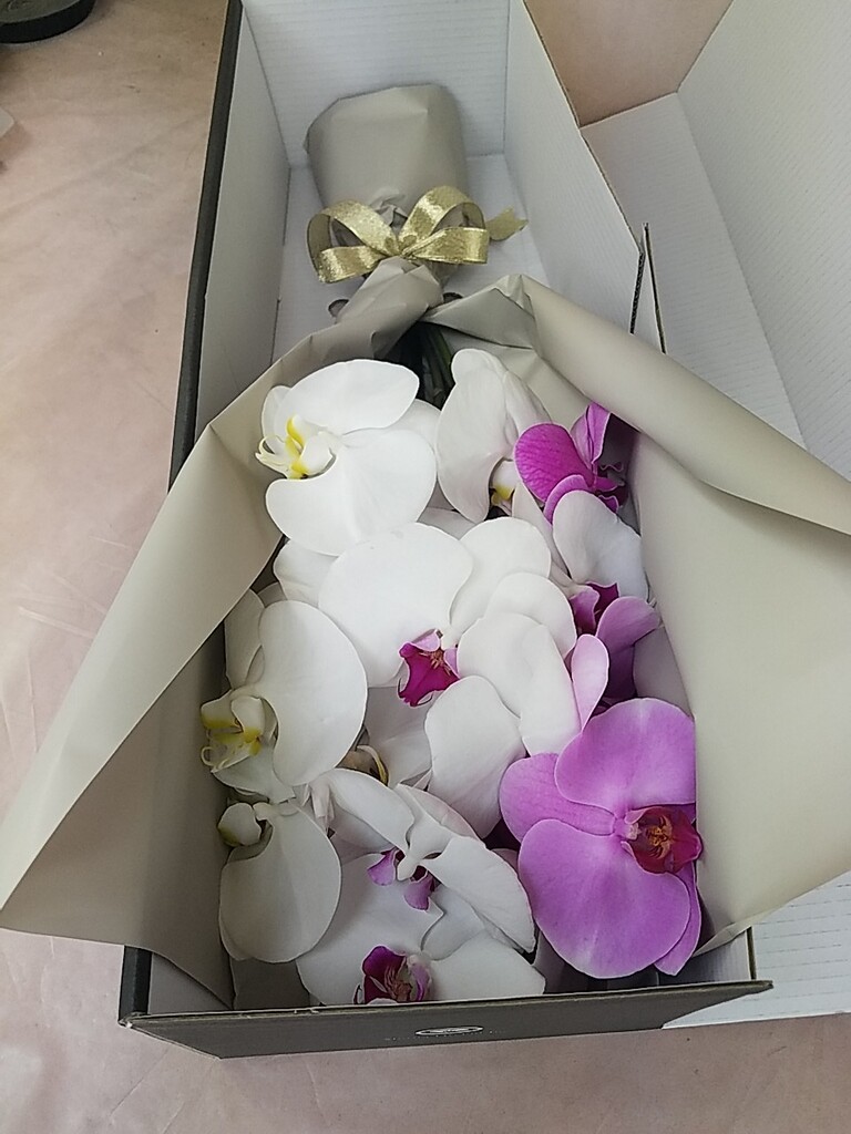 ミックス色の胡蝶蘭の通販 | HitoHana（ひとはな）