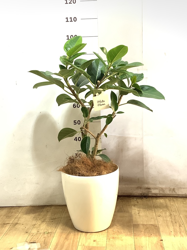 観葉植物 フィカス アルテシーマ 8号 ストレート ビトロ エンデカ