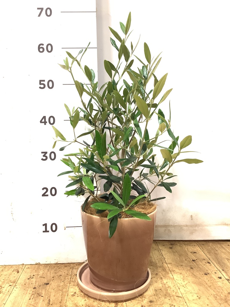 観葉植物 オリーブの木【28cm】5号 ひなかぜ 盆栽仕立て プラスチック