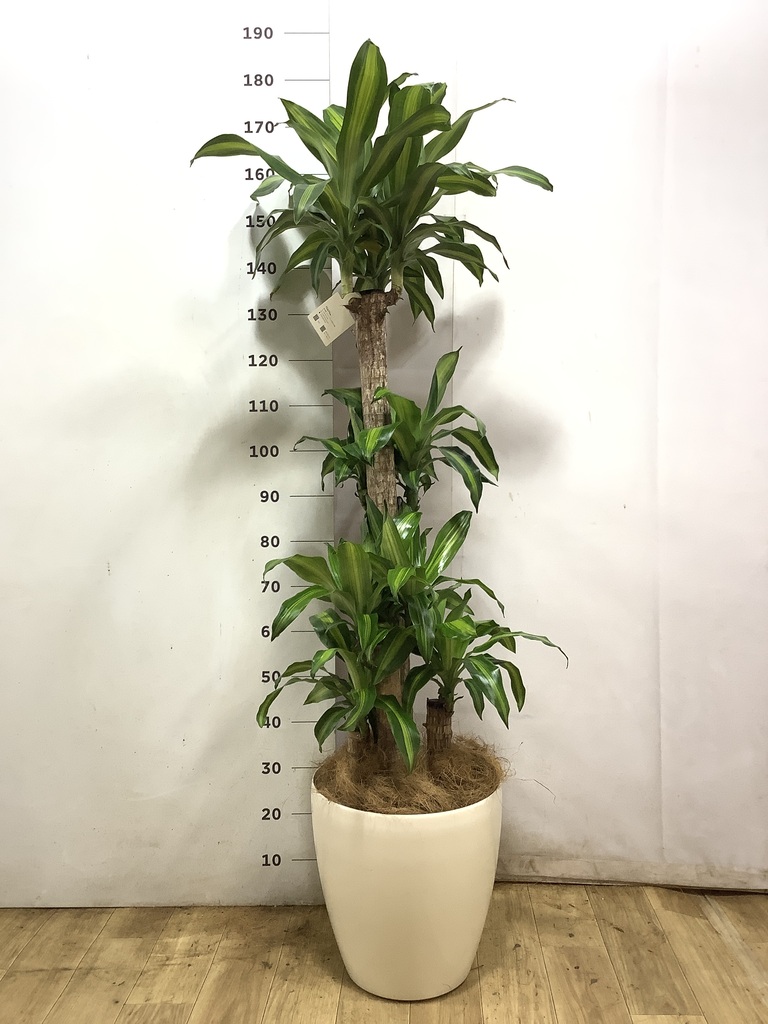 ドラセナ 幸福の木 10号 | 観葉植物通販 HitoHana（ひとはな）