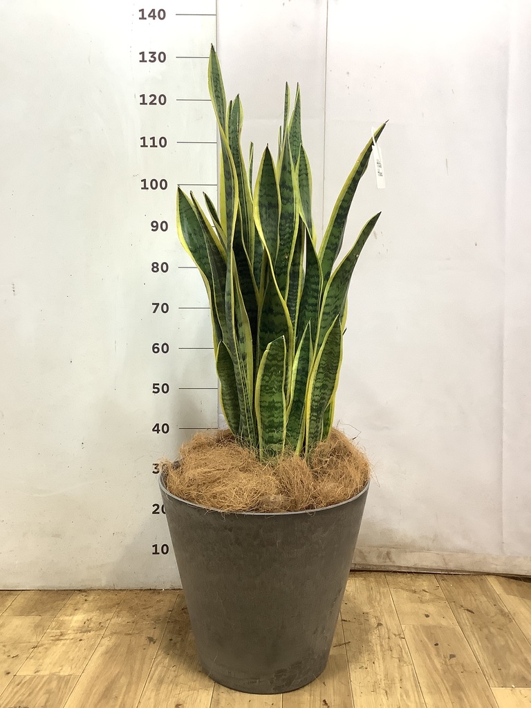 観葉植物 サンスベリア 10号 トラノオ ジュピター 黒 付き | 観葉植物