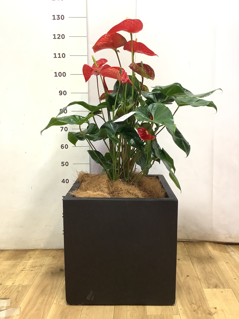 アンスリウム 10号 | 観葉植物通販HitoHana(ひとはな)