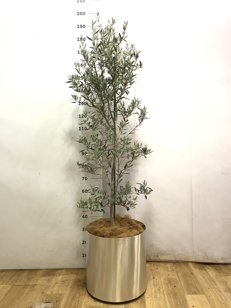 観葉植物 オリーブの木 10号 ピクアル プラスチック鉢 / 小倉園 | 観葉
