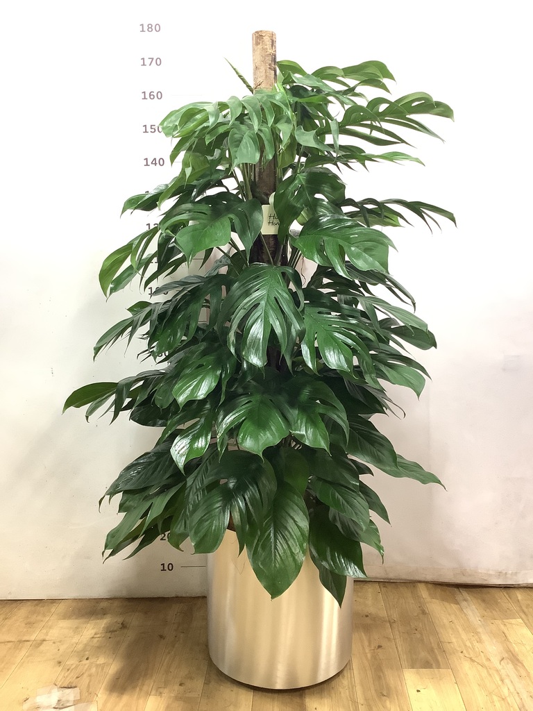 観葉植物 マングーカズラ 【175cm】 10号 斑入り ヘゴ柱 #72052 ※1都3 