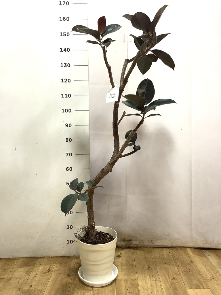 観葉植物 フィカス バーガンディ 8号 曲り プラスチック鉢 | 観葉植物