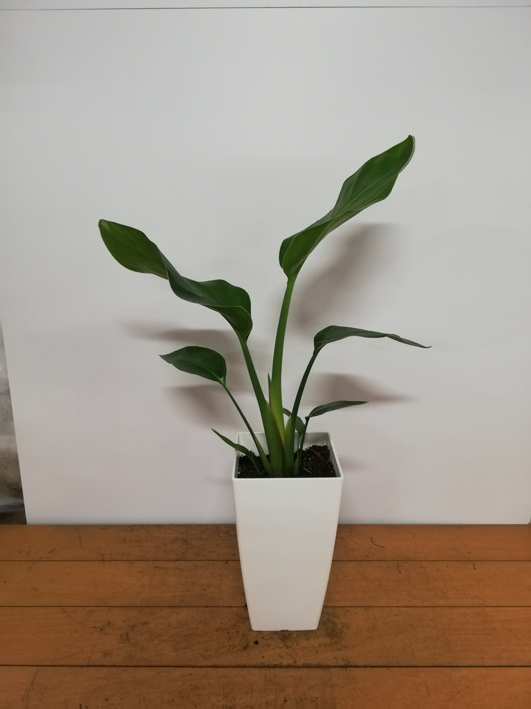 観葉植物 オーガスタ 6号 プラスチック鉢 | 観葉植物ならHitoHana(ひと