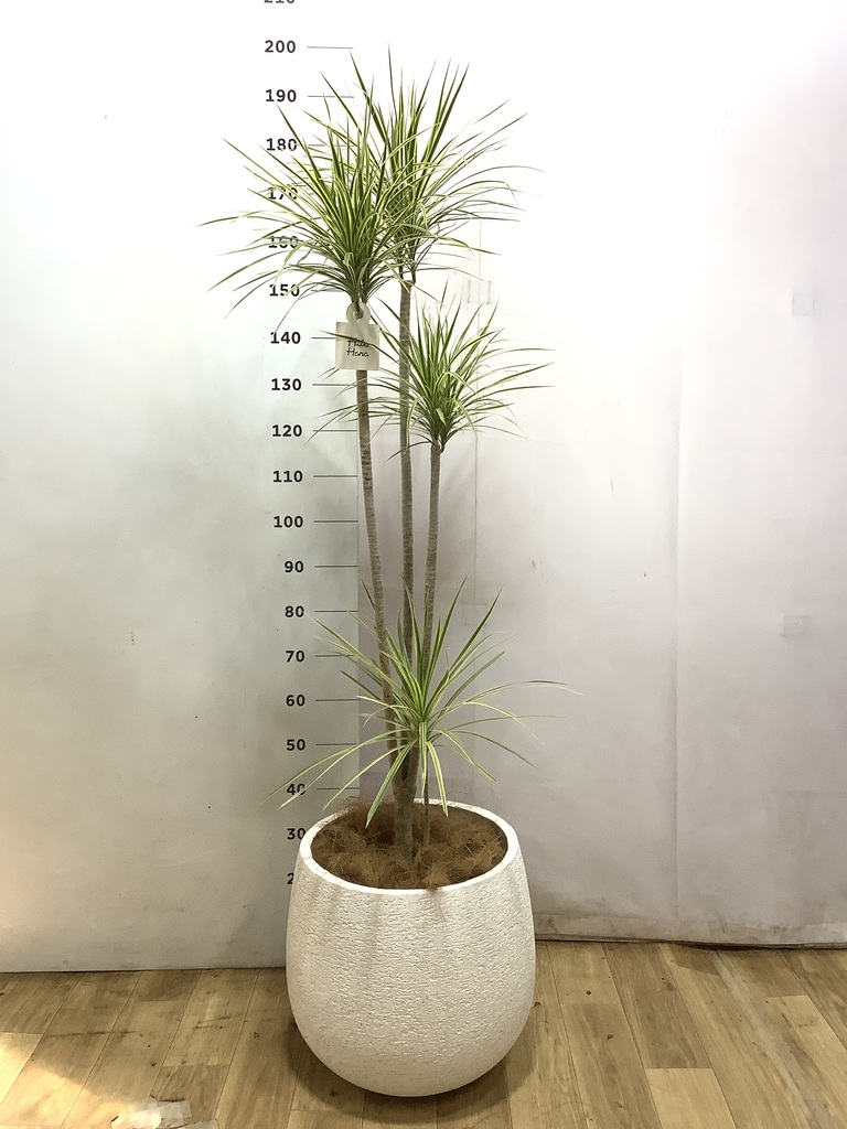コンシンネ ホワイポリー | 観葉植物通販HitoHana(ひとはな)
