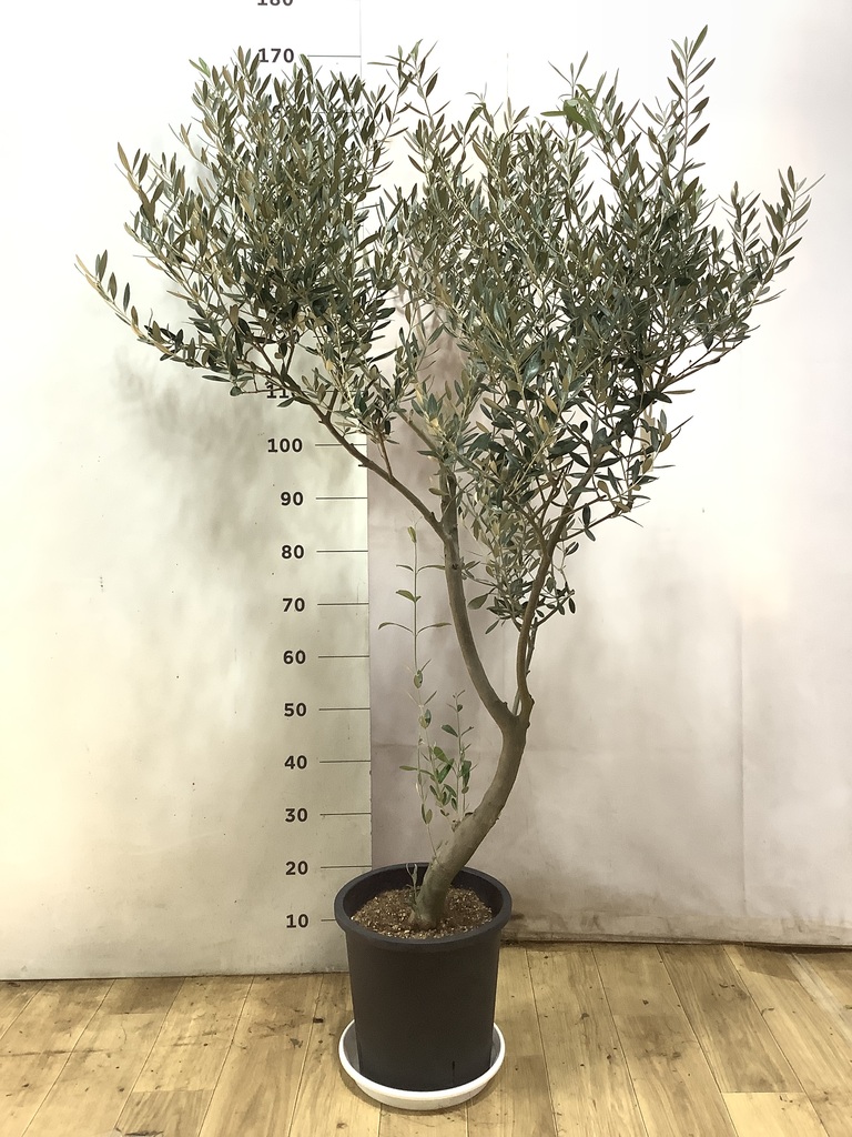 観葉植物 オリーブ 9号 創樹 プラスチック鉢 | 観葉植物ならHitoHana