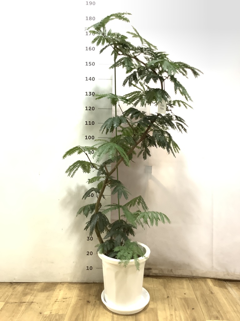 観葉植物 エバーフレッシュ 10号 曲り プラスチック鉢 | 観葉植物なら