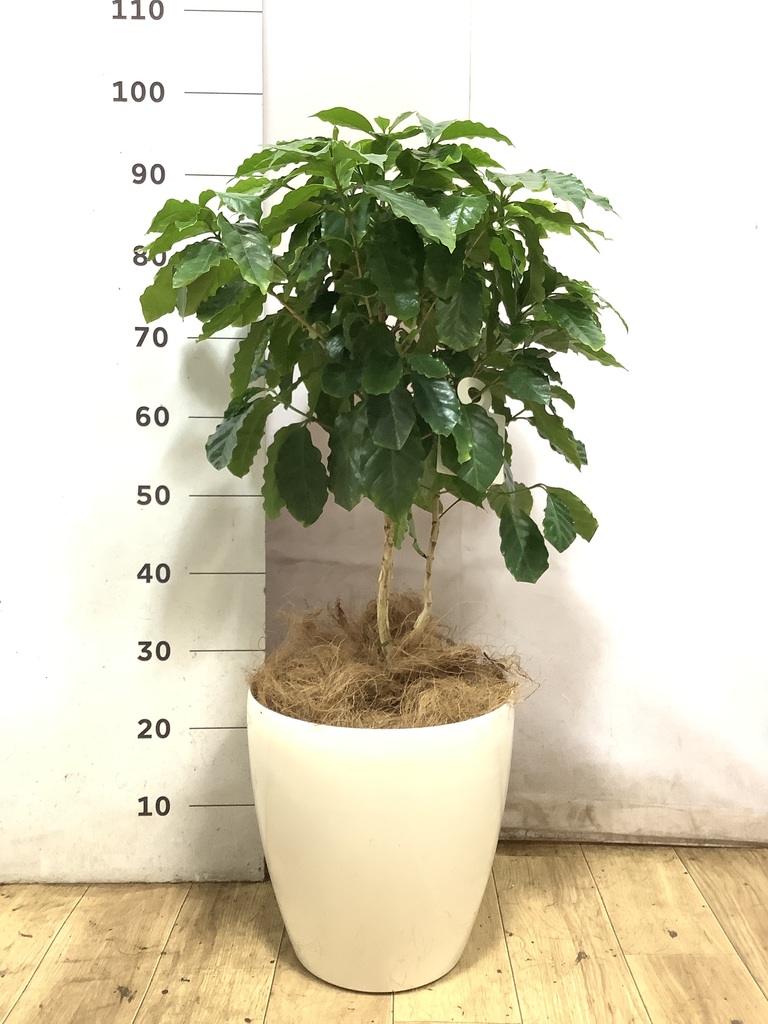 観葉植物 コーヒーの木 8号 ブリティッシュキューブ 付き | 観葉植物