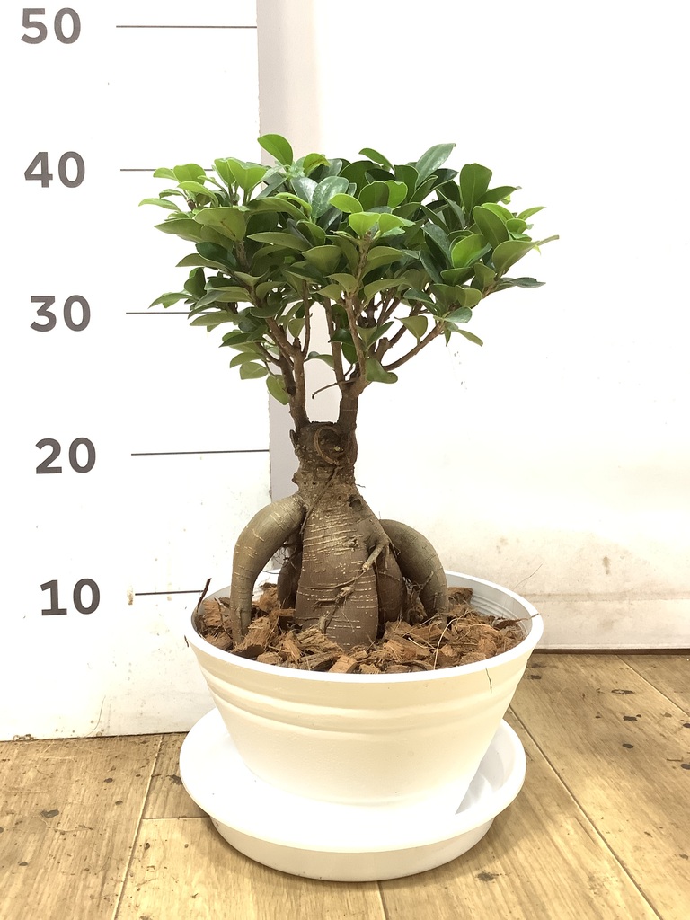 観葉植物 ガジュマル 7号 股仕立て プラスチック鉢 | 観葉植物なら