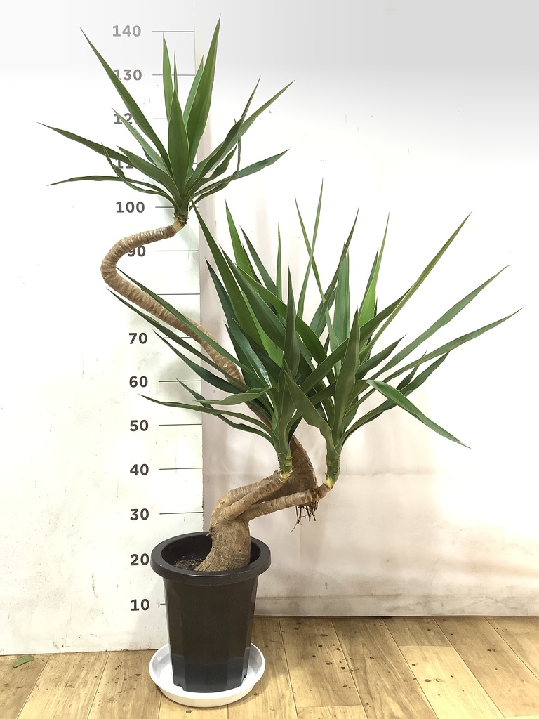 観葉植物 ユッカ 8号 曲り プラスチック鉢 | 観葉植物ならHitoHana