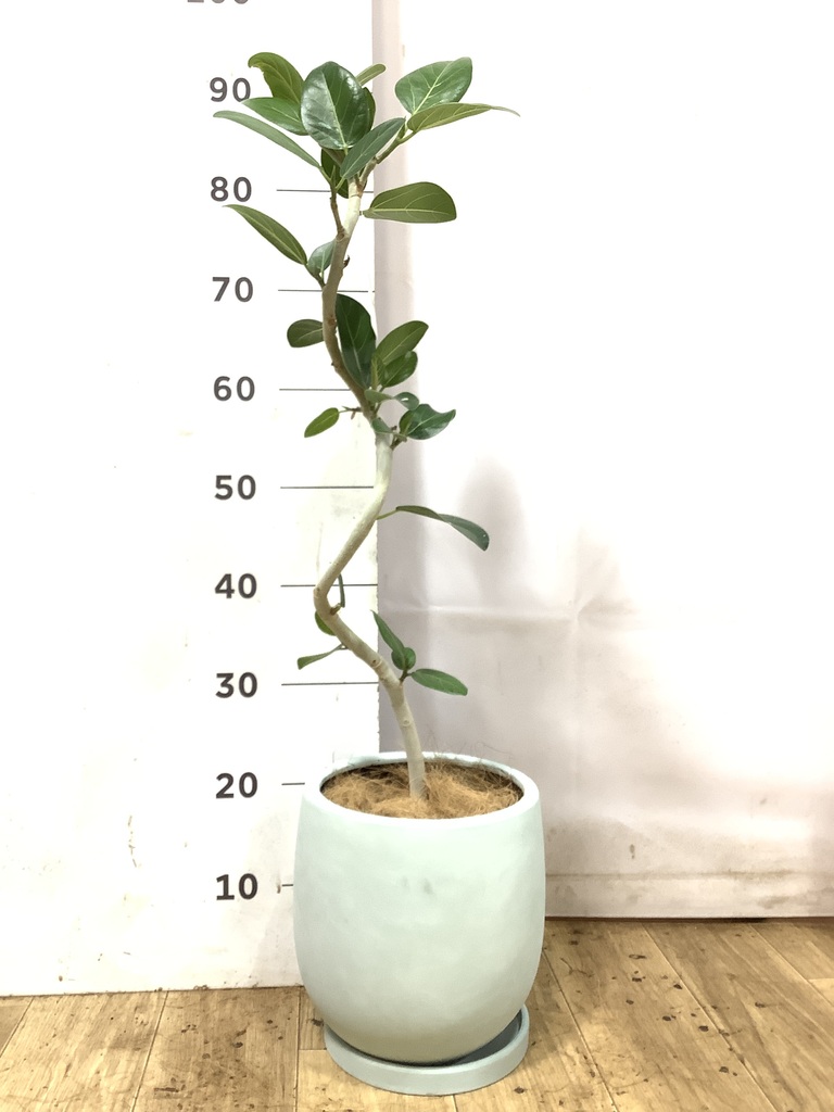 ① フィカス　ベンガレンシス　5.5号鉢★ 高さ87センチくらい 観葉植物 フィカス ベンガレンシス 5号 曲り プラスチック鉢 | 観葉