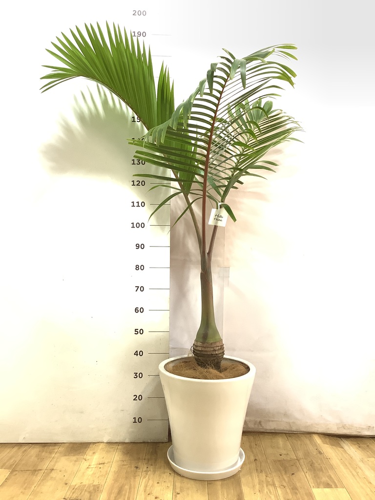 トックリヤシ | 観葉植物の通販ならHitoHana（ひとはな）