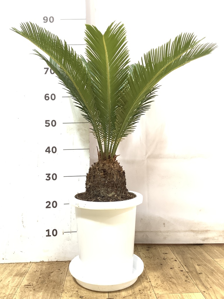 観葉植物 ソテツ 8号 プラスチック鉢 | 観葉植物ならHitoHana(ひとはな)