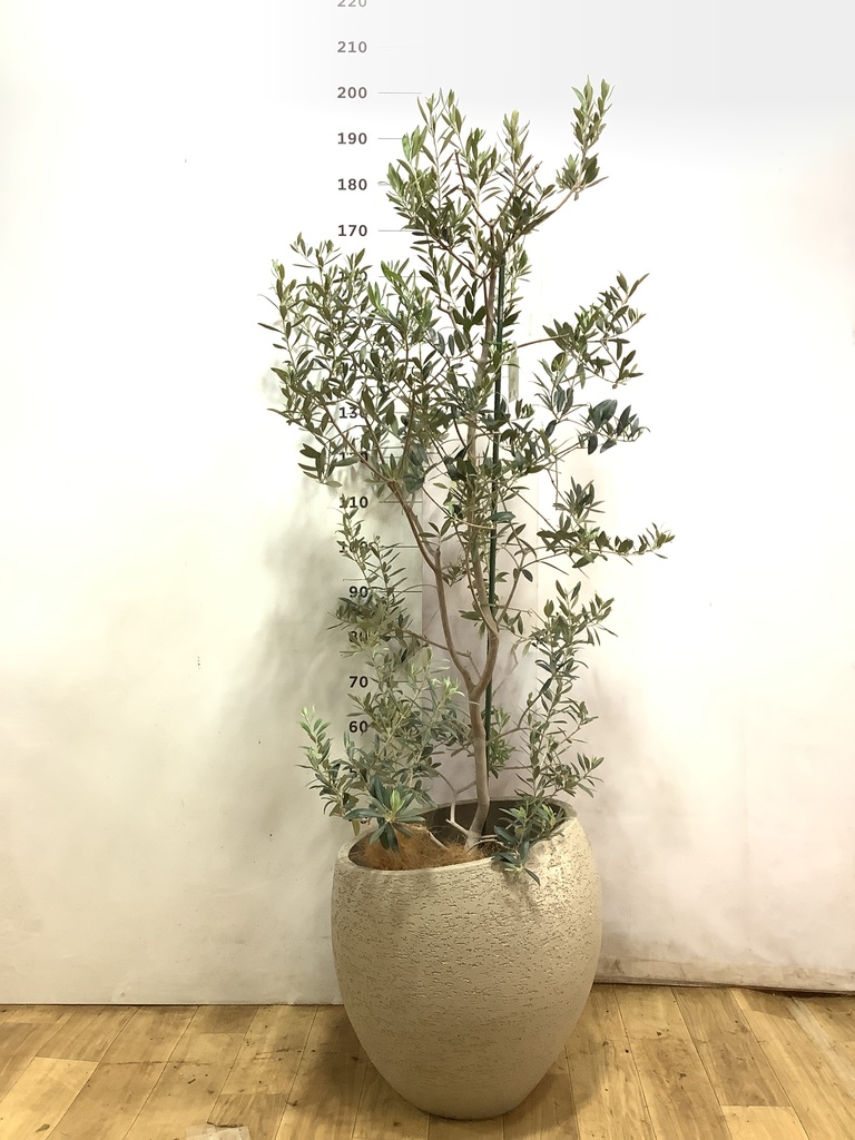 オリーブの木 レッチーノ | 観葉植物通販HitoHana(ひとはな)