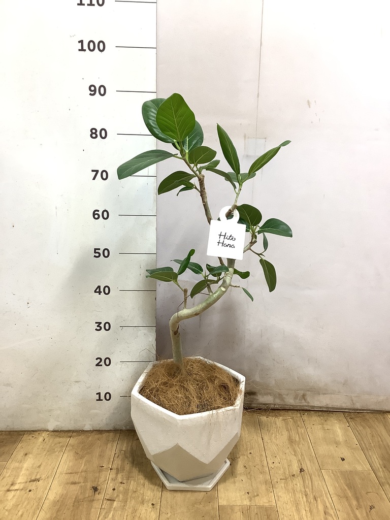 観葉植物 フィカス ベンガレンシス 6号 曲り Ceramic Pot (セラミック