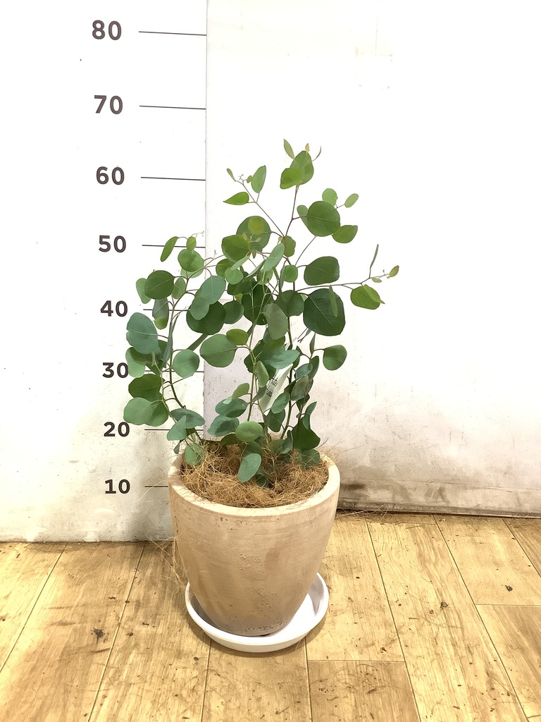 観葉植物 ユーカリ 6号 ポポラス（ポリアンセモス） プラスチック鉢