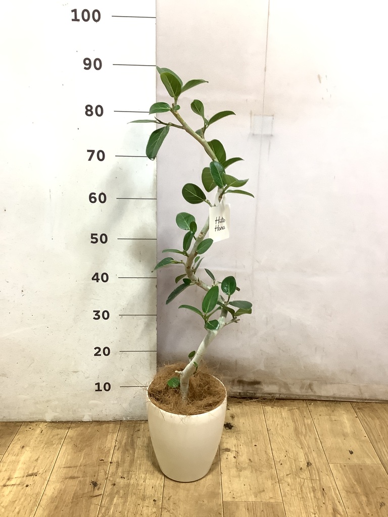 観葉植物 フィカス ベンガレンシス 5号 曲り プラスチック鉢 | 観葉