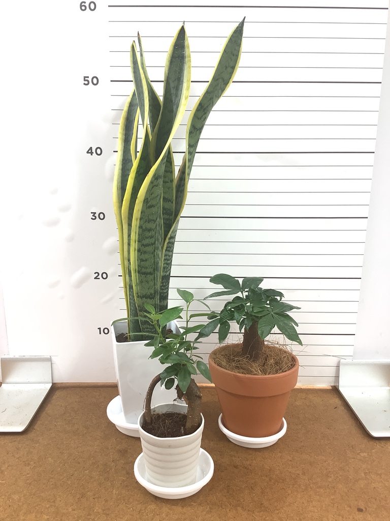 観葉植物 初心者にもおすすめお試し3点セット（サンスベリア 4号