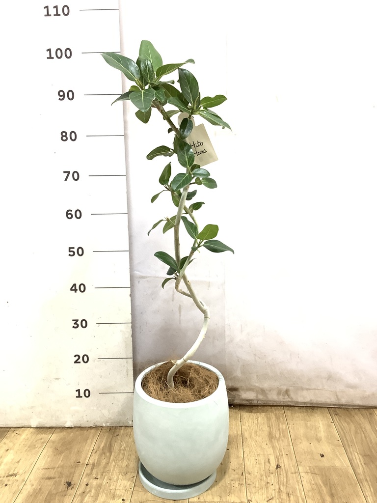 観葉植物 フィカス ベンガレンシス 5号 曲り プラスチック鉢 | 観葉