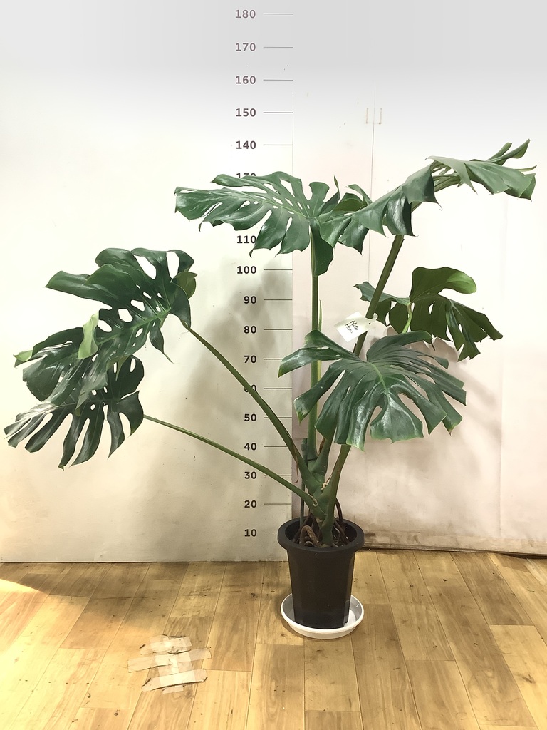 観葉植物 モンステラ 8号 根あがり プラスチック鉢 | 観葉植物なら