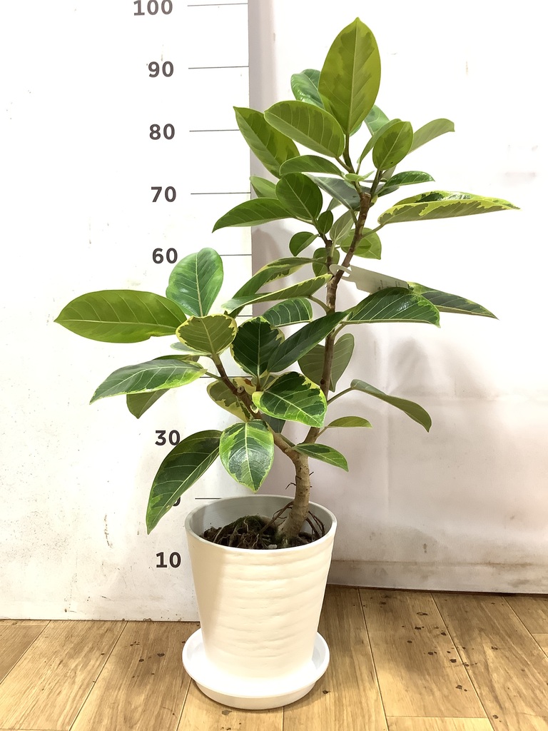 観葉植物 フィカス アルテシーマ 7号 ストレート プラスチック鉢