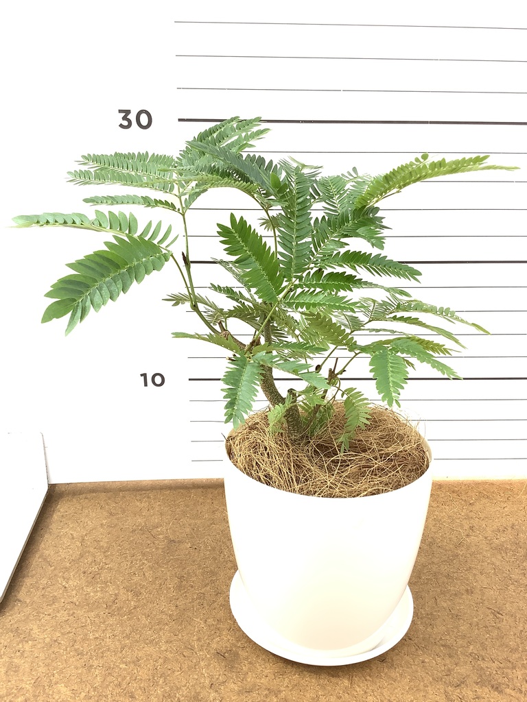 エバーフレッシュ 4号 | 観葉植物 | インテリアやギフトに - Hitohana