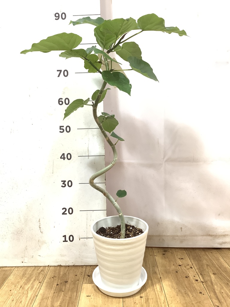観葉植物 フィカス ウンベラータ 6号 曲り プラスチック鉢 | 観葉植物