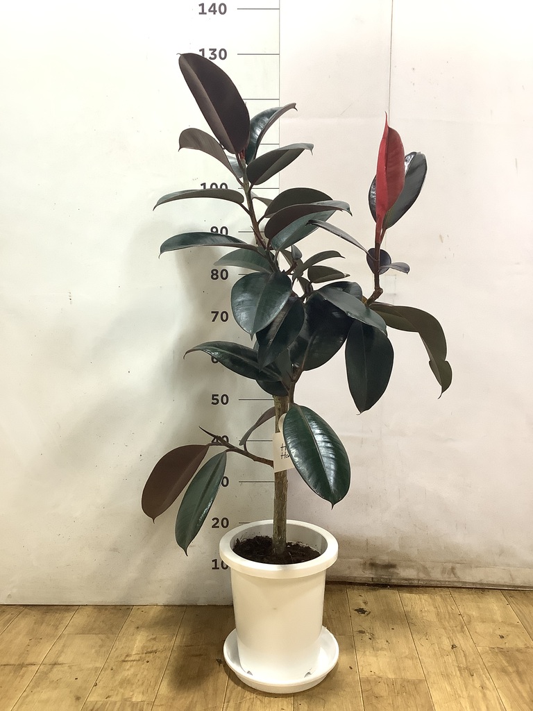 観葉植物 フィカス バーガンディ 8号 ノーマル プラスチック鉢 | 観葉