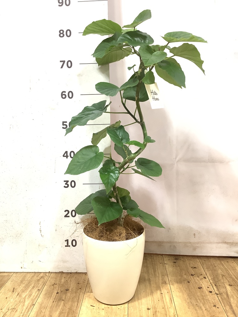 観葉植物 フィカス ウンベラータ 5号 曲り ラスターポット 付き | 観葉