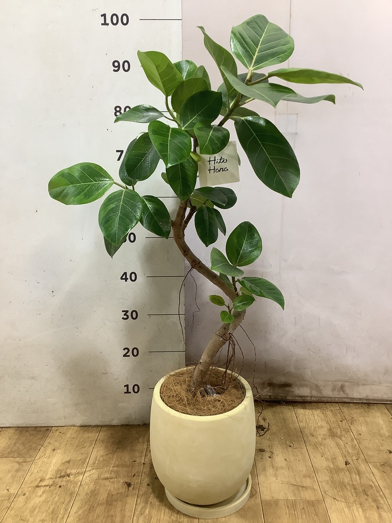 フィカス アルテシーマ 6号 | 観葉植物 | インテリアやギフトに