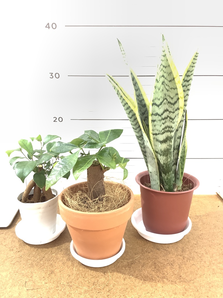 観葉植物 初心者にもおすすめお試し3点セット（サンスベリア 4号