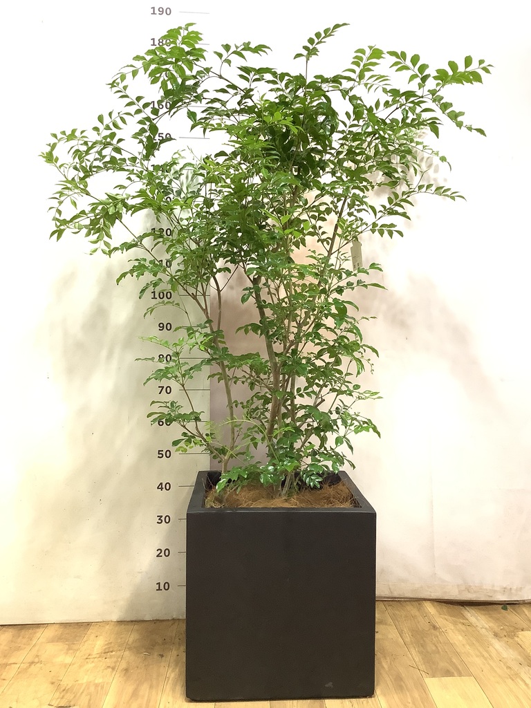 シマトネリコ 10号 | 観葉植物 | 送料無料でお届け - Hitohana（ひとはな）