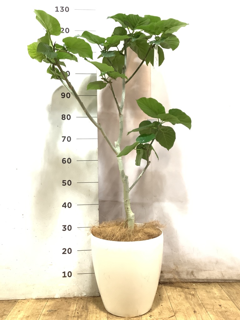 観葉植物 フィカス ウンベラータ 8号 ノーマル ラスターポット 付き