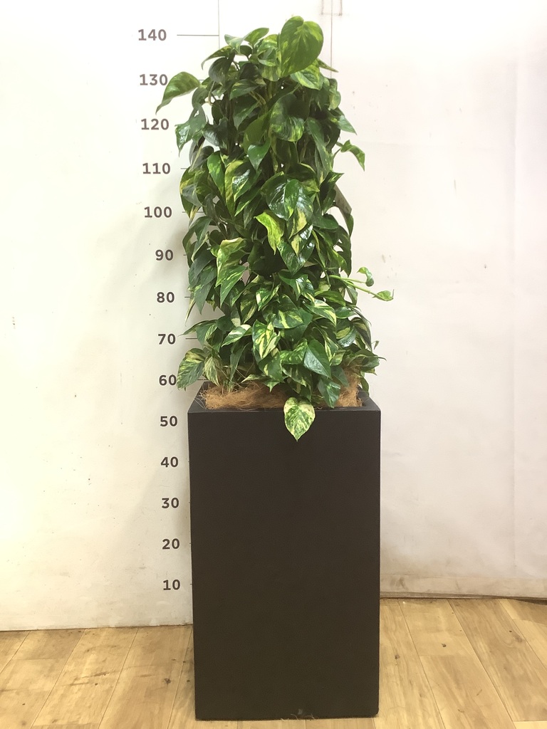 ポトス 8号 | 観葉植物 | インテリアやギフトに - Hitohana（ひとはな）