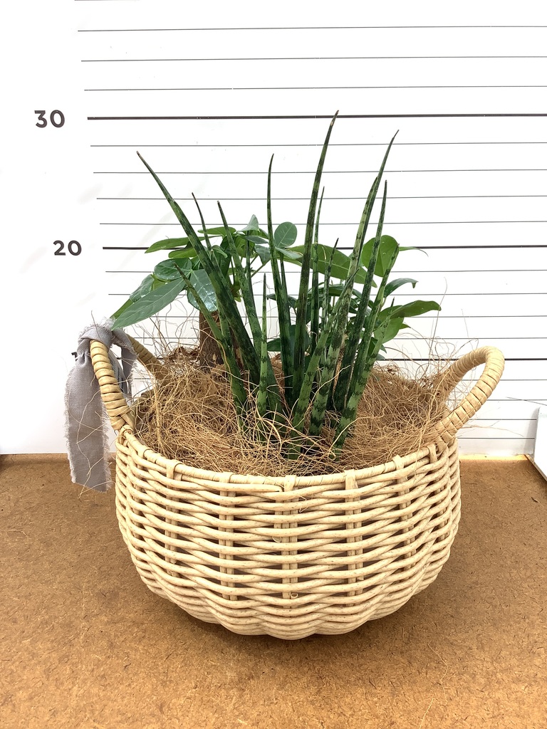 観葉植物 サンスベリア 3号 ミカド インナ 11 G 付き | 観葉植物なら