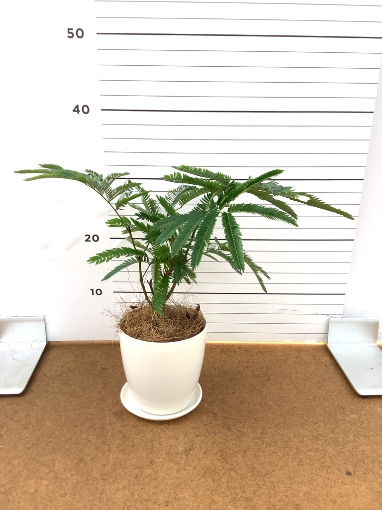 エバーフレッシュ 4号 | 観葉植物 | インテリアやギフトに - Hitohana