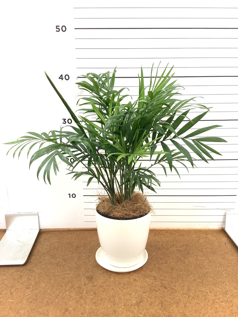 観葉植物 テーブルヤシ 4号 ドリス 16 D ブラック 付き | 観葉植物なら