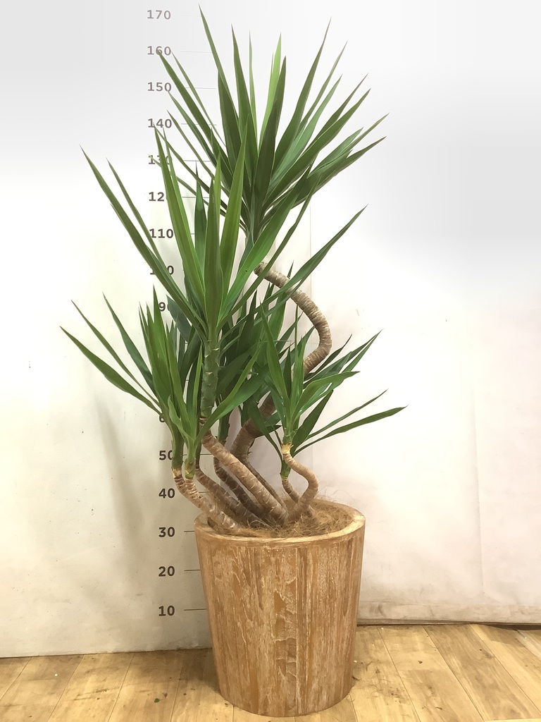 観葉植物 ユッカ 10号 曲り ウッドプランター 付き | 観葉植物なら